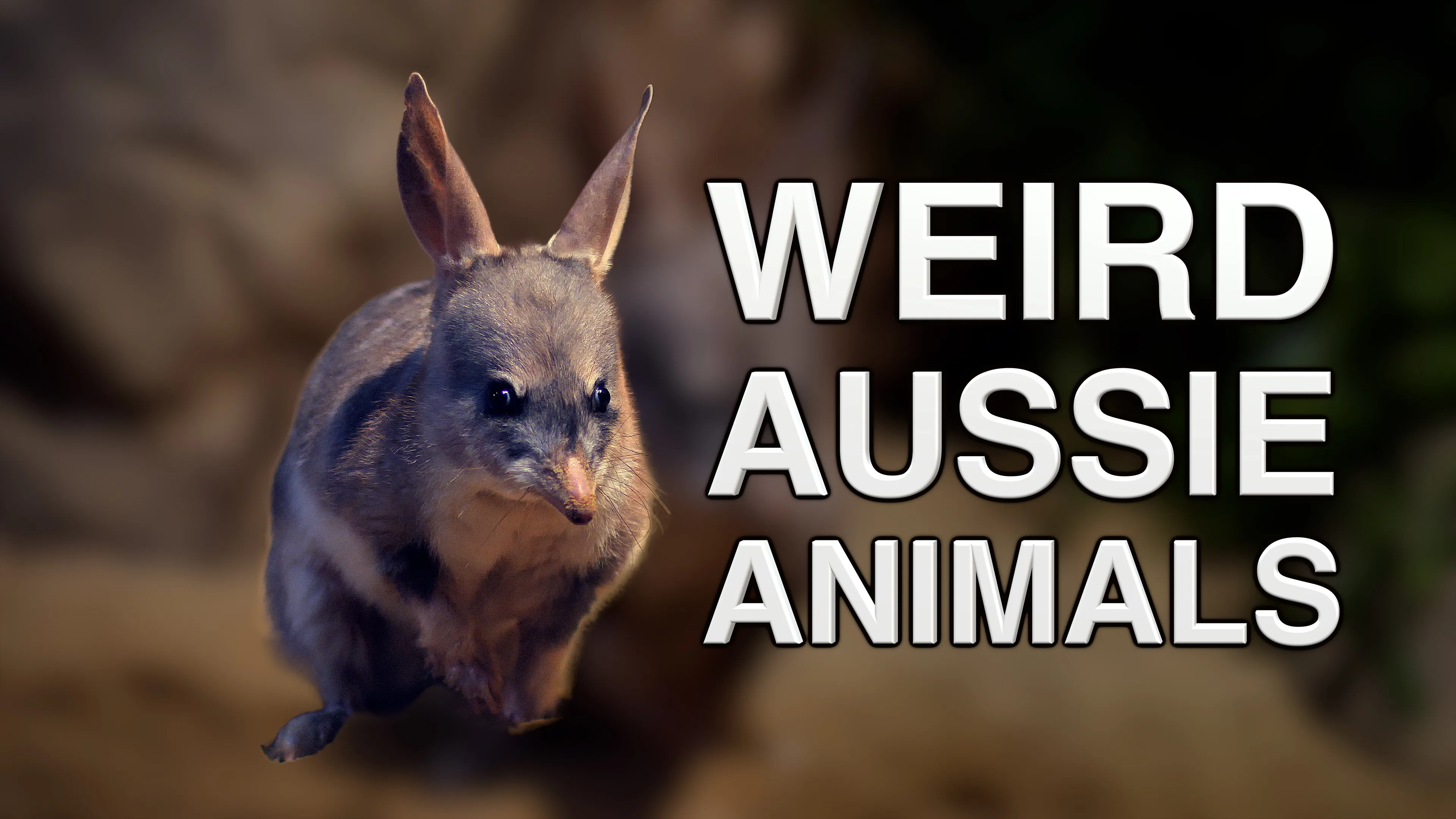 Weird Aussie Animals poster
